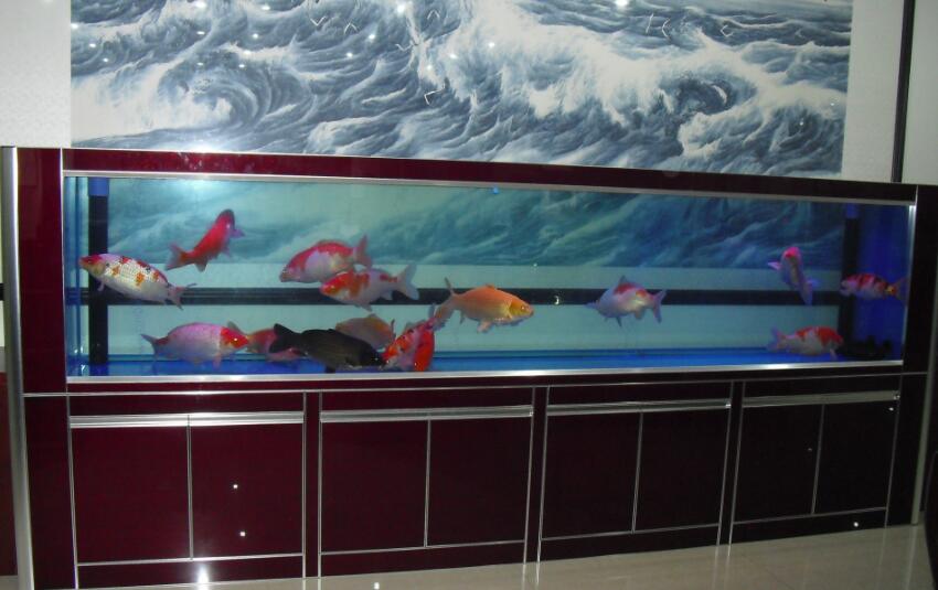 永康風水先生老徐辦公室養魚養幾條魚最好?